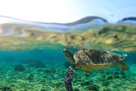 【神奈川・三浦・ライセンス取得】BAR併設でアフターダイブも充実！BSACオーシャンダイバーへ！