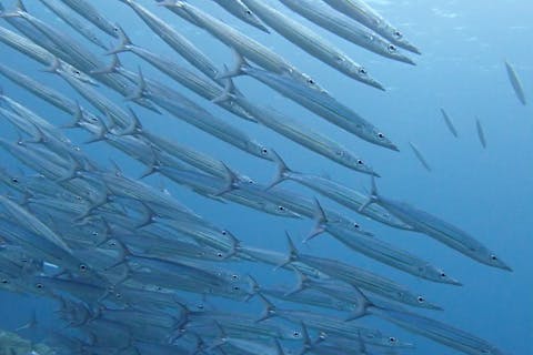 【神奈川・三浦・ライセンス取得】東伊豆のリゾート地で泊まりでダイビングライセンス取得コース！