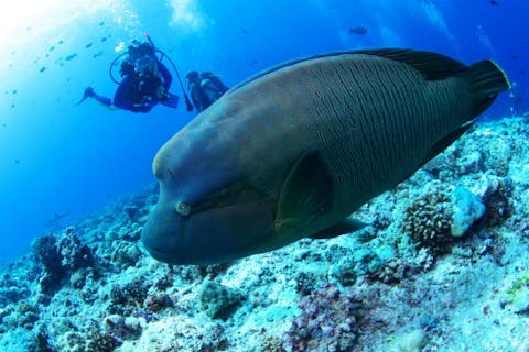 【広島・福山発・体験ダイビング】車で約30分！瀬戸内海体験ダイビング半日プラン