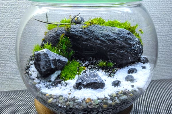 新宿・盆栽テラリウム】自然石で彩る箱庭風景「盆栽テラリウム