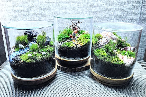 No.302 苔アート 苔テラリウム 完成品 コケテラス 苔テラリウムキット