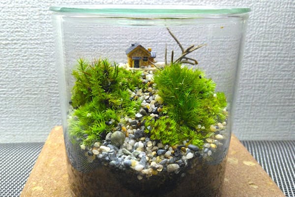 当日予約専用】スマートな硝子瓶で創る☆苔テラリウム1個