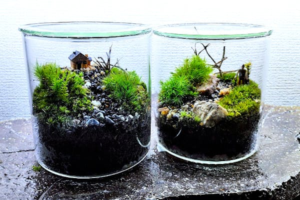❣️苔アート❣️テラリウム ガラス製 自然風景 ❣️苔アート❣️テラリウム ガラス製 自然風景 ❣️苔アート