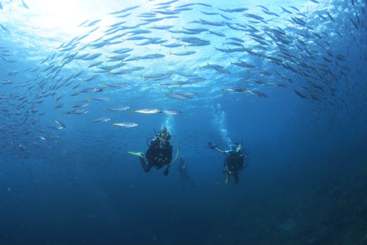 海が好き ブーメラン