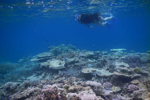 西表島 カヤック シュノーケリング 孤島気分の 船浮 イダの浜 完全貸切でゆったりサンゴ観賞 アソビュー