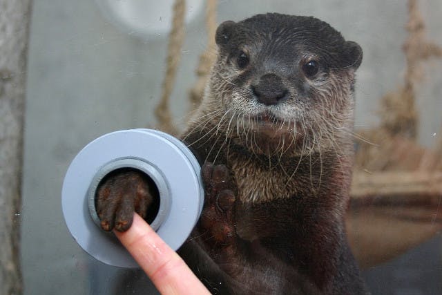 神奈川 水族館 かわうそにお魚あげて指タッチ ぷにょぷにょ の肉球にメロメロ アソビュー