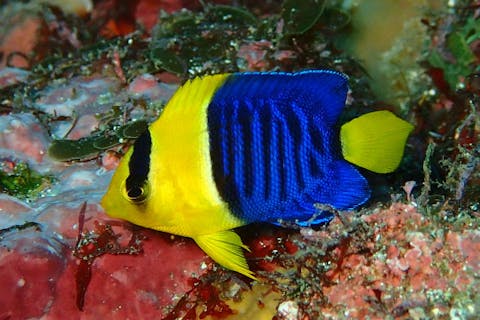 【静岡・伊東・ファンダイビング】人気スポットで潜ろう！伊豆海洋公園・2ビーチファンダイビング