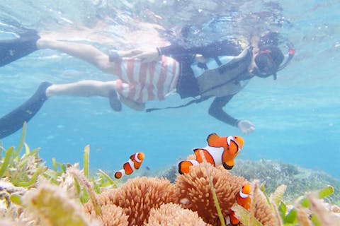 【沖縄・本部町・ビーチシュノーケリング】子供も大人も海が大好きに！のんびり熱帯魚ウォッチング