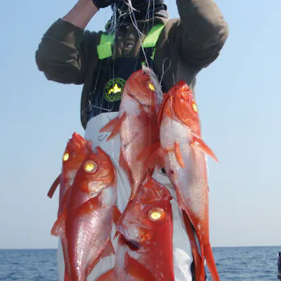 大分市 釣り体験 金目鯛釣りコース 8時間たっぷり釣りを楽しもう アソビュー 大分市 釣り体験 金目鯛釣りコース 8時間たっぷり釣りを楽しもう アソビュー