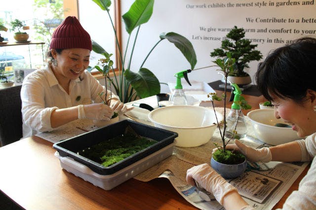 静岡 藤枝市 盆栽 カフェ風のオシャレなお店で ミニ盆栽作り アソビュー