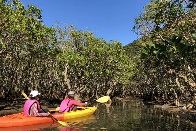 鹿児島 奄美大島 カヌー ジャックと豆の木と滝とマングローブカヌーツアー 3時間 アソビュー