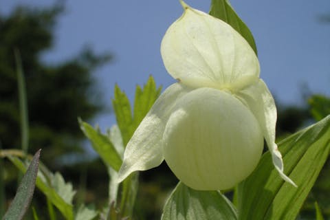 レブンアツモリソウ（礼文敦盛草：Cypripedium marcanthum var