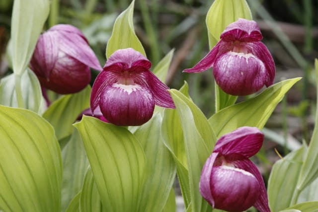 マ*ン様 アツモリソウ 礼文アツモリソウ レブンアツモリソウ（礼文敦盛草）【かぎけんWEB】