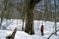 スノーシューを履いて出かけよう！雪の積もった、約2.3kmの自然散策路を歩きます。