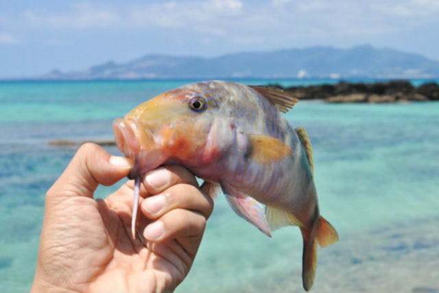 【沖縄・恩納村・釣り体験】釣り竿やエサは無料でレンタル！船釣り体験コース