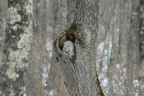 【北海道・釧路・エコツアー】冬の湿原満喫プラン～ワカサギ釣り＆タンチョウ観察コース（釧路駅周辺ホテル・釧路空港送迎付き・貸切プラン）