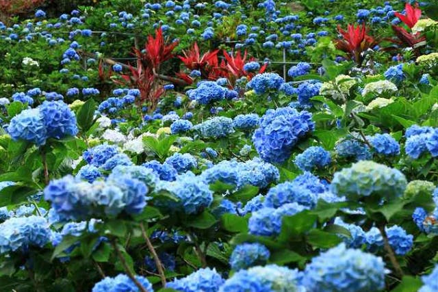 【沖縄・那覇発・バスツアー】HIP-HOP BUS・Hコース・よへなあじさい園と絶景ランチ ～山の斜面を覆いつくすブルーの絨毯～