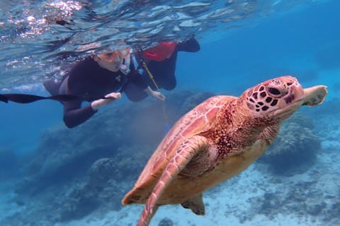 【奄美大島 シュノーケリング】＜アソビュー！限定＞お得な4種セット！①ウミガメシュノーケリング＋②SUP＋③トーイングチューブＢＵＢＢＡ＋④ビーチでのんびりパラソル・ビーチベット・浮き輪付♪