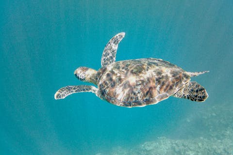 【沖縄・石垣市・シュノーケリング】2つの絶景を満喫！青の洞窟と美ら海シュノーケルツアー