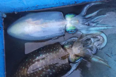 鹿児島 指宿市 海釣り 新鮮なイカをゲットしよう イカ釣り体験 道具レンタル代込 アソビュー