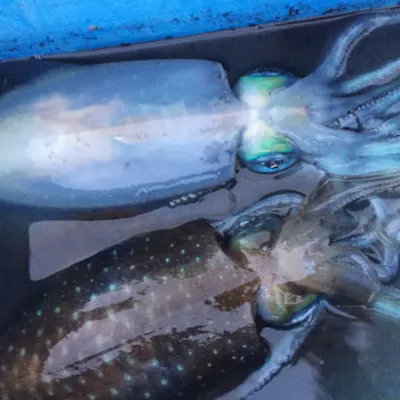 鹿児島 指宿市 海釣り 新鮮なイカをゲットしよう イカ釣り体験 道具レンタル代込 アソビュー 鹿児島 指宿市 海釣り 新鮮なイカをゲットしよう イカ釣り体験 道具レンタル代込 アソビュー