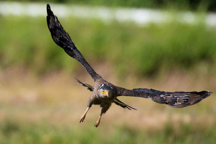 沖縄 石垣島 エコツアー 石垣島バードウオッチング 野鳥撮影ツアー 1日 アソビュー