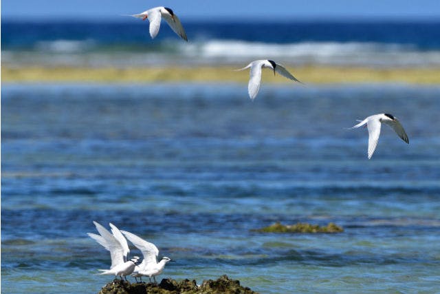 沖縄・石垣島・エコツアー】石垣島バードウオッチング＆野鳥撮影