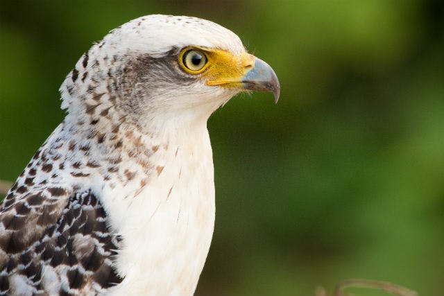 沖縄・石垣島・エコツアー】石垣島バードウオッチング＆野鳥撮影