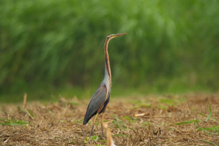 沖縄 石垣島 エコツアー 石垣島バードウオッチング 野鳥撮影ツアー 1日 アソビュー