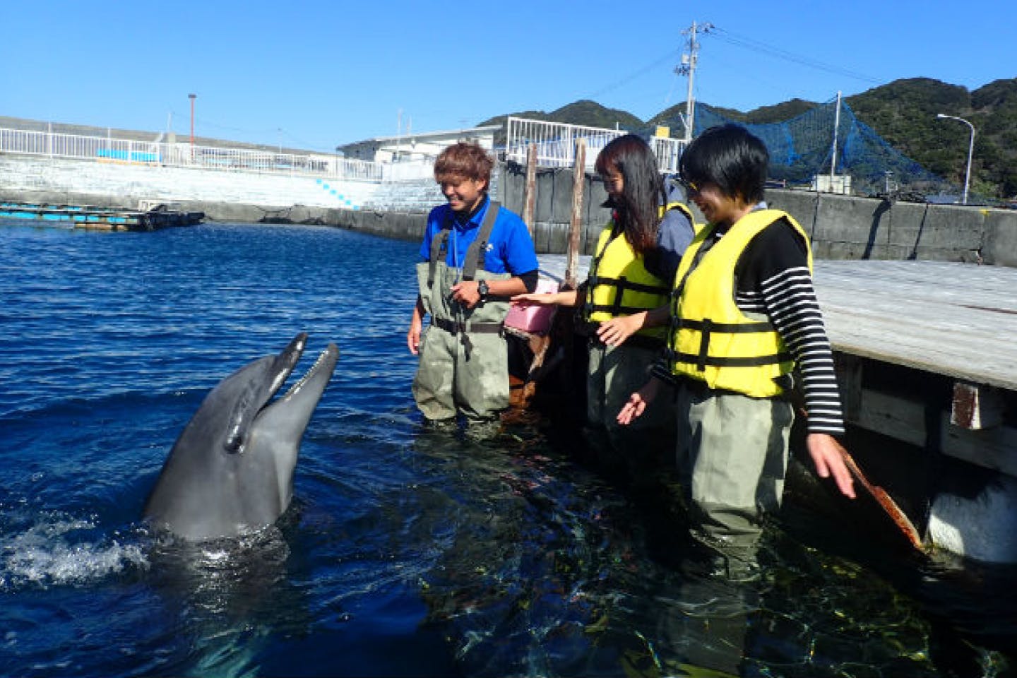 高知 室戸 イルカツアー 室戸岬でイルカと遊ぼう ふれあい体験 アソビュー