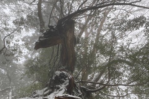 【屋久島・トレッキング】縄文杉日帰りツアー！登山道具6点無料レンタル付き！★4/25〜5/7限定で即時受付枠拡大中！★