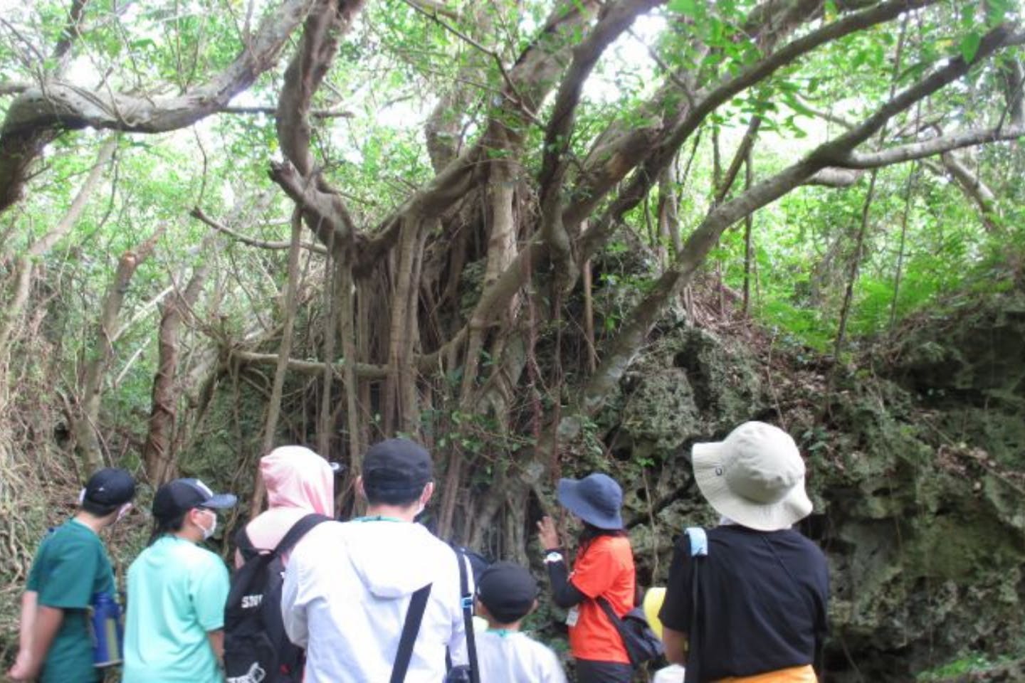 【沖縄・南部・エコツアー】沖縄ジャングル体験「亜熱帯・ホロホローの森」ガイドツアー90分！森から海への散策コース。少人数実施・ファミリーにおすすめの安全なコース