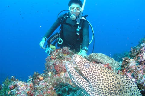 【八丈島・ライセンス取得】八丈島でダイバーを目指そう！オープンウォーターコース（現地3日間）