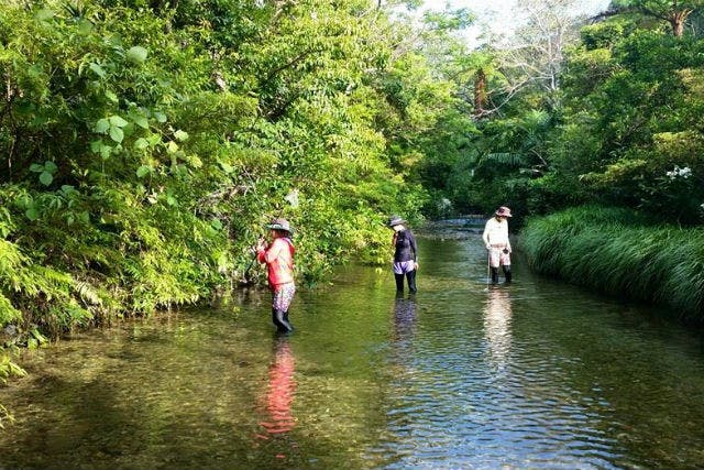 沖縄 自然体験 やんばるの清流で遊ぼう 川遊び 川エビ採り体験 アソビュー