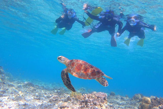 沖縄 座間味 Sup ウミガメに高確率で会える Sup シュノーケルツアー 写真撮影付き アソビュー