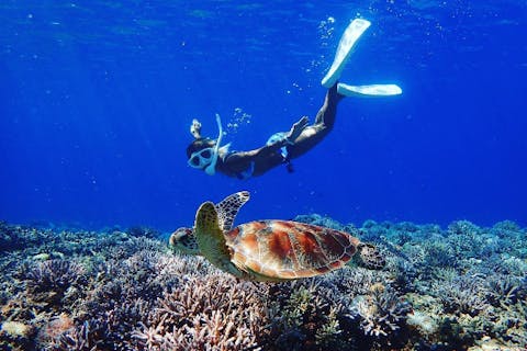 【沖縄・座間味・SUP】ウミガメに高確率で会える！SUP＆シュノーケルツアー（写真撮影付き）