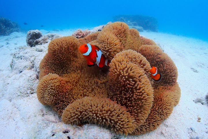 アクアドロップ