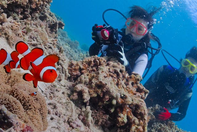 沖縄 宮古島 体験ダイビング 宮古島の海で貸切体験ダイビング 1ビーチ デジカメレンタル付き アソビュー