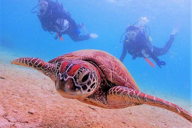 【沖縄・宮古島・体験ダイビング】宮古島の海で貸切体験ダイビング！（1ビーチ・デジカメレンタル付き）