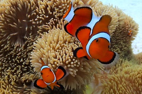 【宮古島・体験ダイビング】インストラクター貸切　ビーチ体験ダイビング！（1回・デジカメレンタル無料）