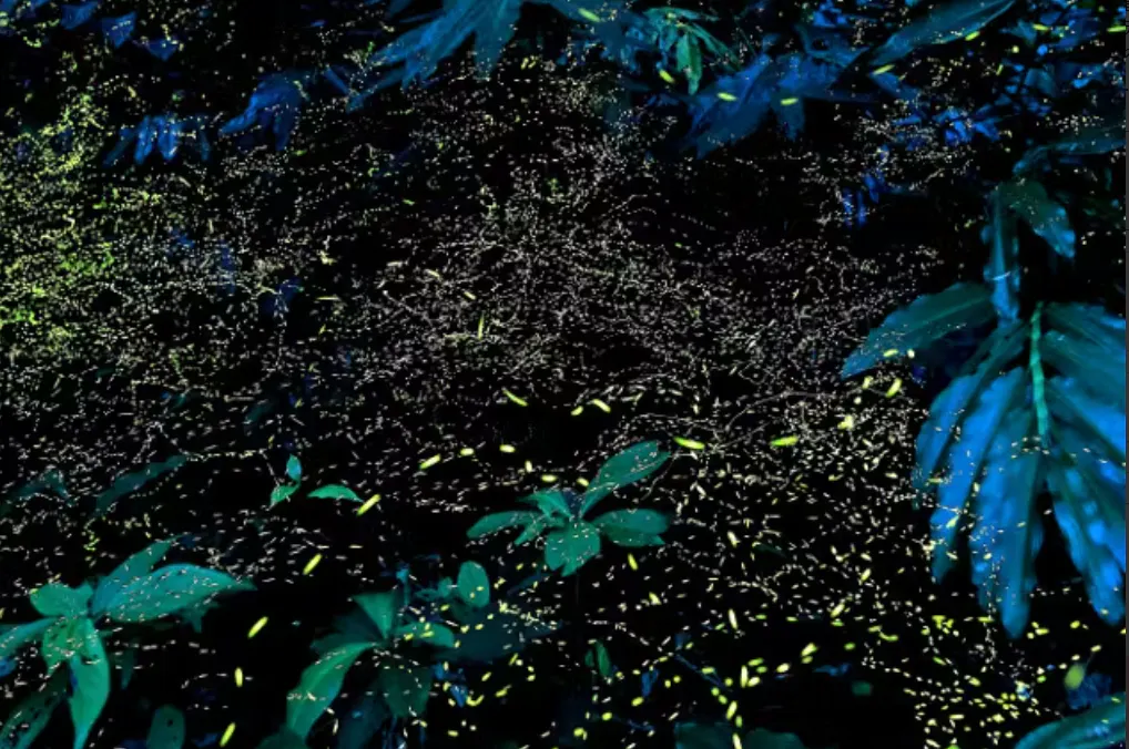 スローダイブ石垣島