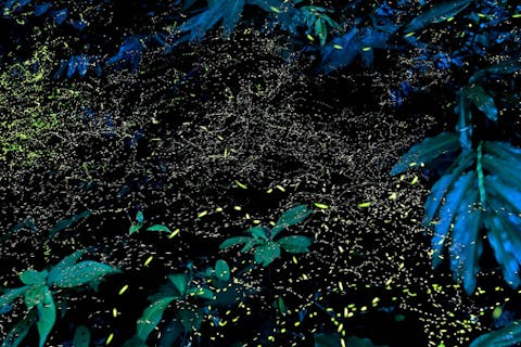 【沖縄・石垣島・蛍鑑賞】ベテランガイドがご案内　ヤエヤマヒメボタル乱舞　満天の星空ツアー