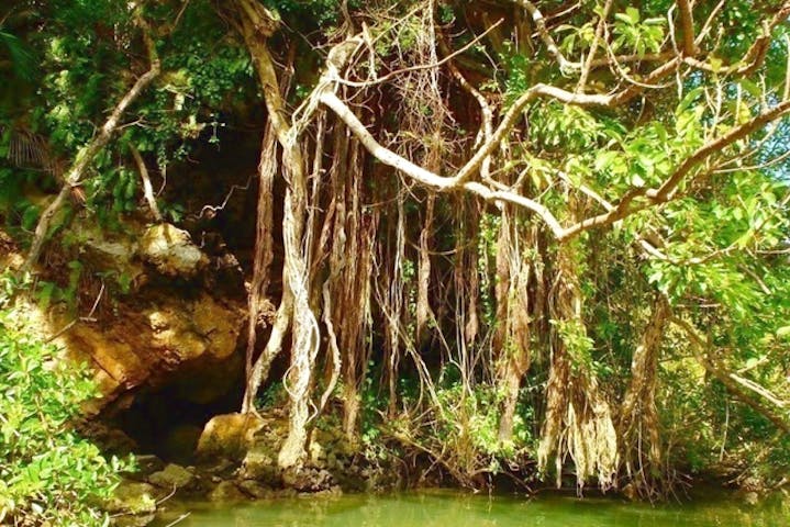 沖縄 中部 カヤック ジャングルに囲まれた川を探検 マングローブカヤック アソビュー