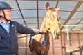 乗馬体験