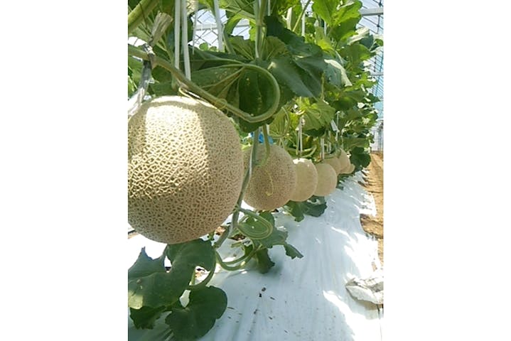 静岡 浜松市 果物狩り メロンの試食 お土産つき メロン狩り体験 1人1玉のお土産付き アソビュー