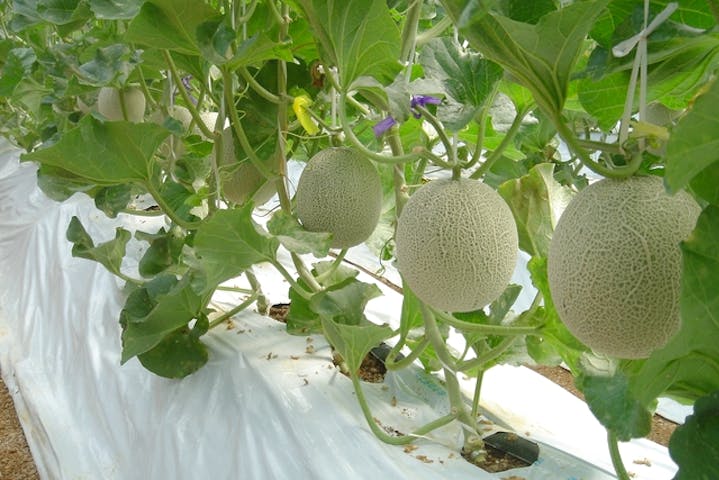 静岡 浜松市 果物狩り メロンの試食 お土産つき メロン狩り体験 1人1玉のお土産付き アソビュー