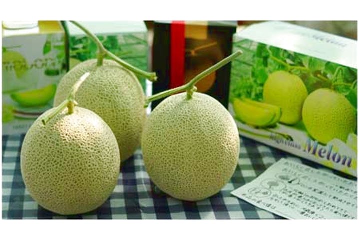 静岡 浜松市 果物狩り カップルにオススメ メロン狩り体験 2名用 1玉のお土産付き アソビュー