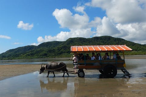 【西表島・カヌー】マングローブカヌー＆ピナイサーラ滝壺＆由布島水牛車観光