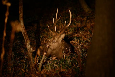 【北海道・知床・ナイトツアー】双眼鏡とライトで探す！夜の野生動物ウォッチング