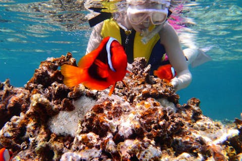 【沖縄・西表島・シュノーケリング】人魚伝説の残る島！パナリ島シュノーケル＆島内散策（1日）